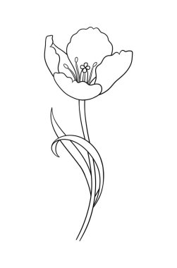 Siyah çizgili lale. Yaprakları ve bahar dekoru olan güzel bir çizim çiçeği. Paskalya, Anneler Günü, Kanada Lale Festivali için asgari stil çizimi. Vektör illüstrasyonu