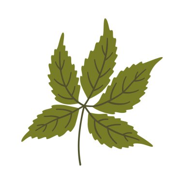 Koyu yeşil renkli beş yapraklı sarmaşık. Bir element beyaza izole edildi. Bahar ya da yaz arkaplanı, vektör illüstrasyonu