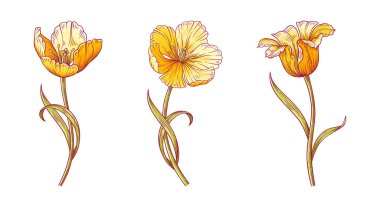 Laleler, üç parlak sarı çiçek seti. Paskalya, Anneler Günü ya da Kanadalı lale festivali için yapraklarla dolu güzel bahar çiçekleri. Beyaza elle çizilmiş elementler. Tasarım için vektör illüstrasyonu