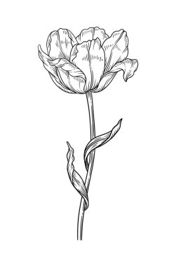 Yapraklı lale, siyah renkli eskiz, çiçek açan çiçek. Güzel bir bahar dekoru, çizgi sanatı tarzı. Tasarım için çizim ögesi. Vektör illüstrasyonu