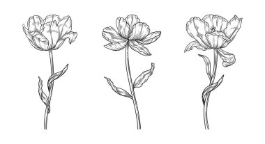 Laleler hazır, sanat tarzında üç element. Yapraklı çiçekler, siyah çizimler. Güzel bir bahar dekoru. Vintage vektör illüstrasyonu