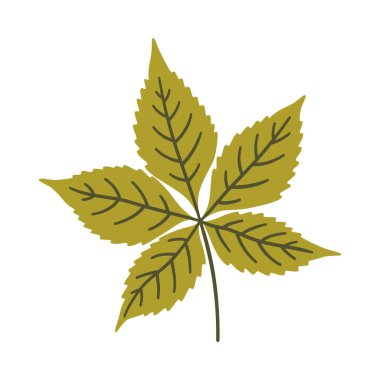 Açık yeşil renkli beş yapraklı sarmaşık. Bir element beyaza izole edildi. Bahar ya da yaz arkaplanı, vektör illüstrasyonu