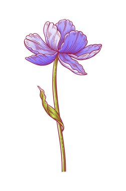 Lale, beyaz arka planda yaprağı olan zarif mavi çiçek. Paskalya için güzel bir bahar dekoru, Anneler Günü, Kanada lale Festivali. Tasarım için çizim ögesi. Vektör illüstrasyonu