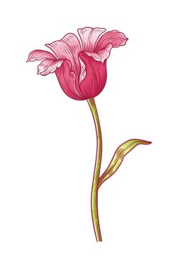 Lale, morumsu renk, yapraklı çiçek beyaz arka planda izole edilmiş. Paskalya için güzel bir bahar dekoru, Anneler Günü, Kanada lale Festivali. Tasarım için çizim ögesi. Vektör illüstrasyonu