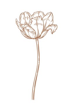 Lale çiçeği, zarif ince çizgi, kahverengi renk. Güzel bir bahar dekoru. Paskalya, Anneler Günü, Kanada Lale Festivali için çizim elementleri. Vektör illüstrasyonu