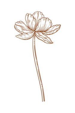 Lale çiçeği, zarif ince çizgi, kahverengi renk. Güzel bir bahar dekoru. Paskalya, Anneler Günü, Kanada Lale Festivali için çizim elementleri. Vektör illüstrasyonu