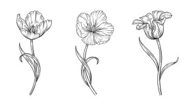 Sanat tarzında laleler, hazır. Yapraklı üç çiçek, siyah çizimler. Tasarım için güzel bahar elementleri. Klasik çizim, vektör illüstrasyonu