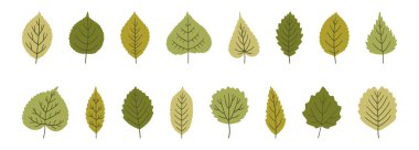Çeşitli yeşil renkli bahar yaprakları seti. Yaz arkaplanı, ıhlamur, huş ağacı, kavak, kavak, karaağaç ve diğerlerinin yaprakları beyaza izole edilmiş. Yaprak simgeleri, vektör çizimi