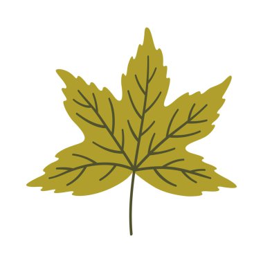 Açık yeşil renkli akçaağaç yaprağı. Bir element beyaza izole edildi. Bahar ya da yaz arkaplanı, vektör illüstrasyonu