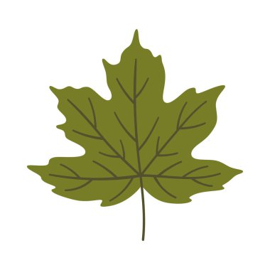 Akçaağaç yaprağı koyu yeşil renkte. Bir element beyaza izole edildi. Bahar ya da yaz arkaplanı, vektör illüstrasyonu