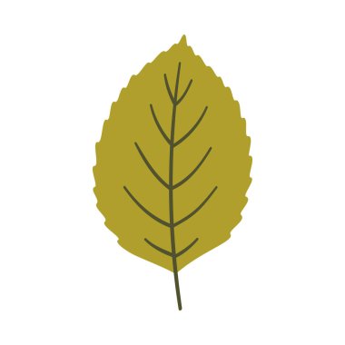 Açık yeşil renkli ağaç yaprağı. Bir element beyaza izole edildi. Bahar ya da yaz arkaplanı, vektör illüstrasyonu