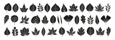 Beyaz arka planda izole edilmiş, basit sonbahar kara yaprakları. Yaprak silueti simgeleri arasında akçaağaç, meşe, huş ağacı, kestane, ıhlamur, kavak, ginkgo ve diğerleri bulunur. Vektör illüstrasyonu