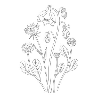 Aquilegia ve diğer çayır çiçekleri ve yabani bitkilerle dolu kır çiçeği buketi. Çizgi sanatı, asgari tarz, dış hatlar. Tasarım projeleri için botanik el yapımı elementler. Vektör illüstrasyonu
