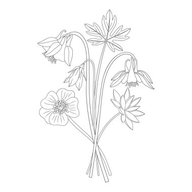 Aquilegia çiçekli kır çiçeği, çan çiçeği, farklı çayır çiçekleri, çiçek açan yabani bitkiler. Çizgi sanatı, asgari tarz, dış hatlar. Tasarım projeleri için botanik el yapımı elementler. Vektör illüstrasyonu