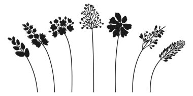 Kır çiçekleri, çiçek ve tomurcuklu dallar, siyah siluetler. Çayır otları ve tasarım projeleri için çeşitli botanik bitkileri. Vektör illüstrasyonu