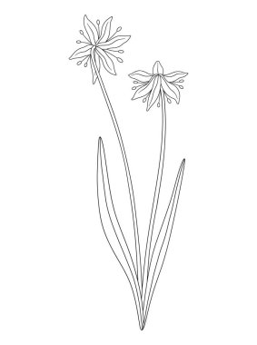 Yapraklı iki kartopu çiçeği buketi. Bir avuç çiçek açan yabani bitkiler. Çizgi sanatı, asgari tarz, dış hatlar. Tasarım projeleri için botanik el yapımı elementler. Vektör illüstrasyonu