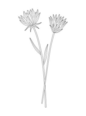 Yapraklı iki çiçek buketi. Bir sürü çiçek açan yabani bitkiler, kır çiçekleri. Çizgi sanatı, asgari tarz, dış hatlar. Tasarım projeleri için botanik el yapımı elementler. Vektör illüstrasyonu