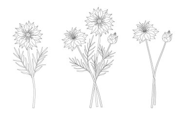 İki buket nigella çiçeği. Yapraklı, uzun ömürlü yabani bitkiler. Çizgi sanatı, asgari tarz, dış hatlar. Tasarım projeleri için botanik el yapımı elementler. Vektör illüstrasyonu