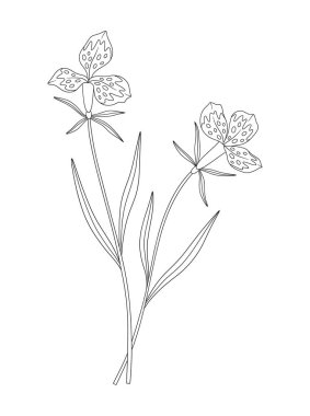 Yapraklı iki egzotik çiçek buketi. Bir demet bitkisel çiçek, yaban çiçeği. Çizgi sanatı, asgari tarz, dış hatlar. Tasarım projeleri için botanik el yapımı elementler. Vektör illüstrasyonu