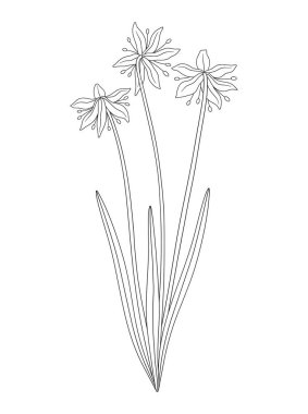 Yapraklı üç buket kar tanesi çiçeği. Bir avuç çiçek açan yabani bitkiler. Çizgi sanatı, asgari tarz, dış hatlar. Tasarım projeleri için botanik el yapımı elementler. Vektör illüstrasyonu