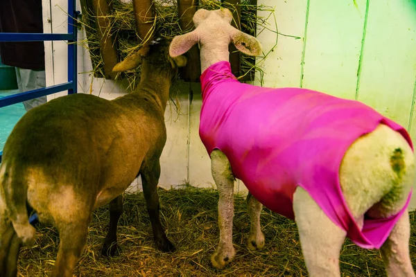 美国缅因州坎伯兰县的一个农场里 羊群正在吃自己的饲料 — 图库照片