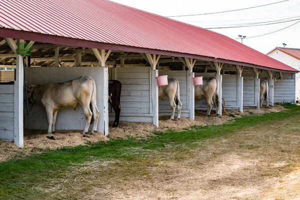 美国缅因州坎伯兰县一个农场的一群奶牛 — 图库照片