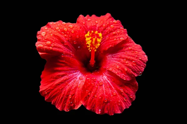 Flor Grande Brilhante Hibisco Vermelho Isolado Fundo Preto Flor — Fotografia de Stock