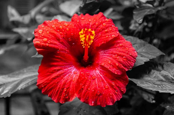 Flor Grande Brilhante Hibisco Vermelho Isolado Fundo Dessaturado Flor — Fotografia de Stock