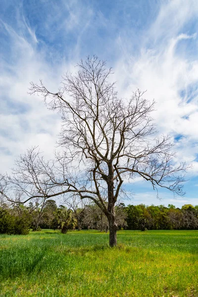 Uma Única Árvore Sozinha Com Céu Azul Grama Tempo Queda — Fotografia de Stock