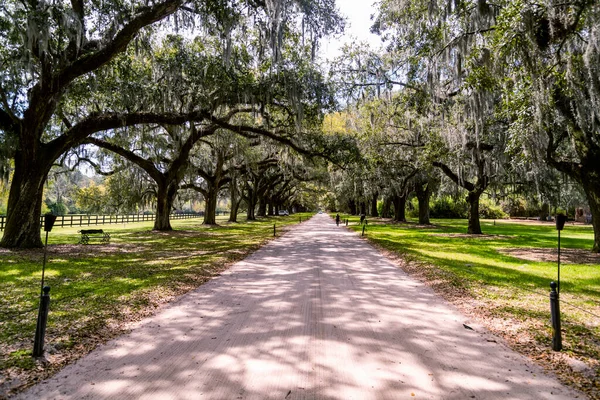 Charleston Boone Hill Tarlasında Ağaç Bulvarı Usa — Stok fotoğraf