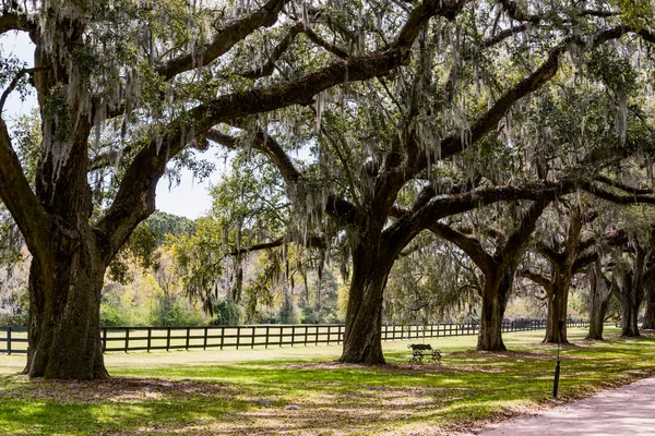 Bulvár Stromu Plantážích Boone Hill Charlestonu Usa — Stock fotografie