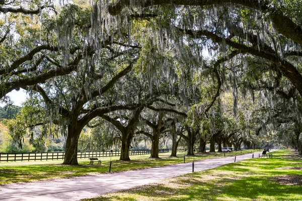 Boulevard Árvores Plantação Boone Hill Charleston Eua — Fotografia de Stock