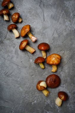  Gri arka planda sıra sıra orman mantarları