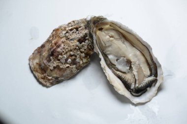 Beyaz arka planda istiridye aç, kapat