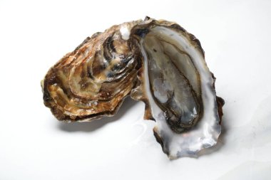 Beyaz arka planda istiridye aç, kapat