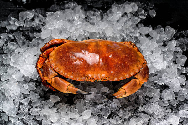 red live crab on ice on a black background