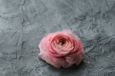 Gri taştan bir arka planda pembe gül.