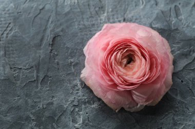 Gri taştan bir arka planda pembe gül.