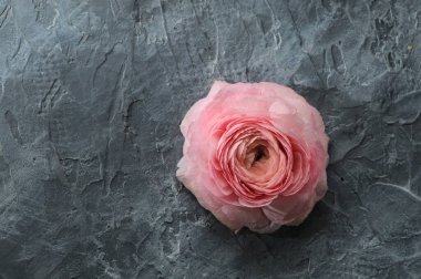 Gri taştan bir arka planda pembe gül.