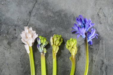 Gri beton arka planda sümbül çiçekleri ve tomurcuklar