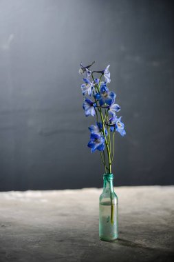 Gri arka planda, şişe vazosundaki güzel mavi çiçekler