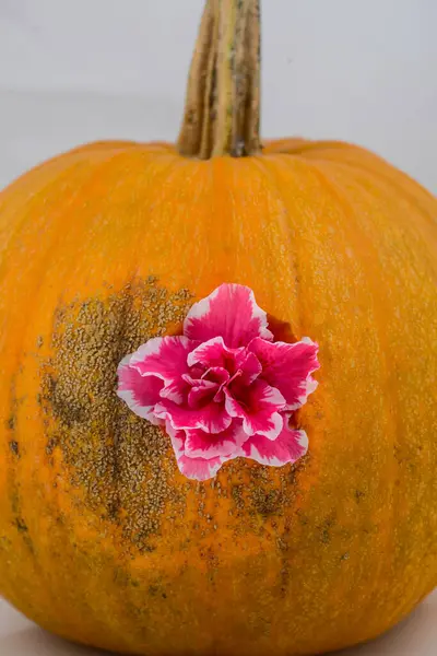 Beyaz arkaplanda çiçekli kabak