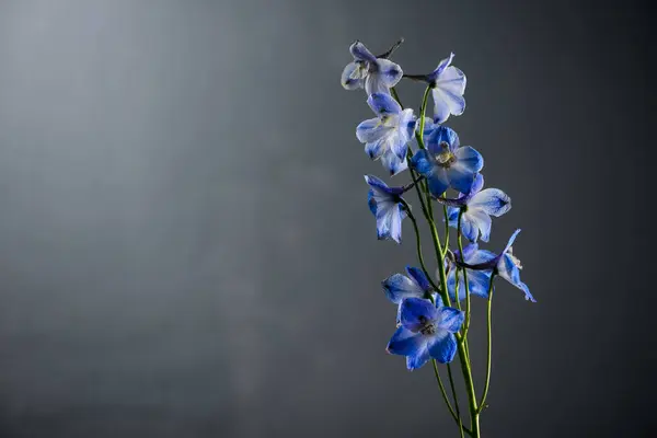 Gri arkaplanda güzel mavi çiçekler
