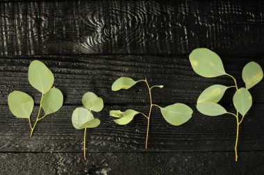 okaliptüs dalları siyah ahşap arka planda