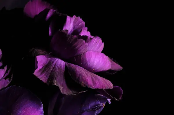 Siyah arka planda güzel mor çiçekler
