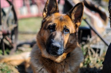 Kırsal kesimde Alman çoban köpeği