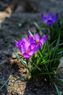 Bahar bahçesinde güzel kır çiçekleri 