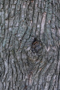 Bir ağaç gövdesi dokusunun görüntüsünü kapat