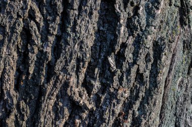Ağaç kabuğu dokusu arkaplanı, kapat 