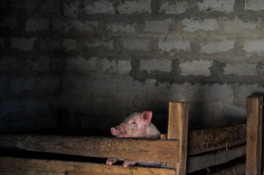 Ahırda küçük pis bir domuz 